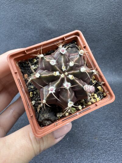 Gymnocalycium mihanovichii 'Hibotan'