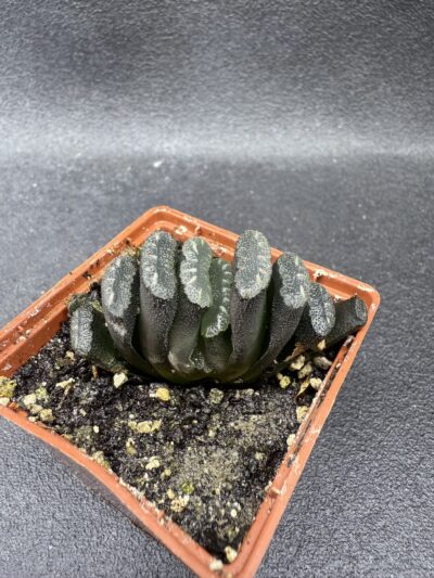 Haworthia truncata - Зображення 2