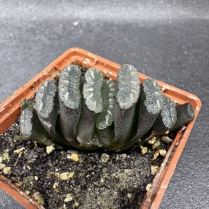 Haworthia truncata