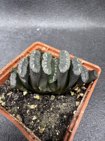 Haworthia truncata