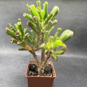 Crassula ovata Coral