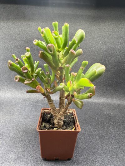 Crassula ovata Coral