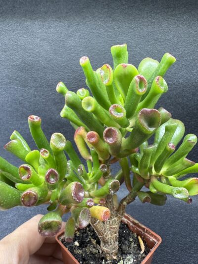 Crassula ovata Coral - Зображення 2