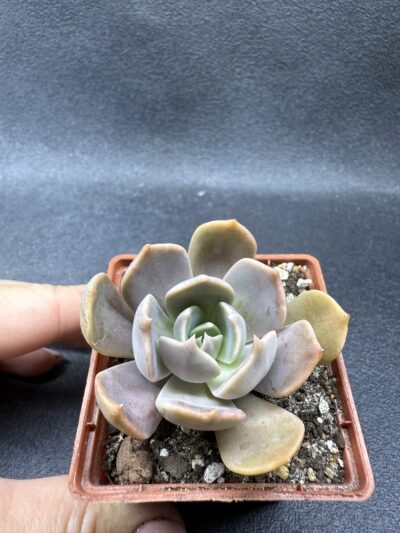 Echeveria Brown Olive - Зображення 2