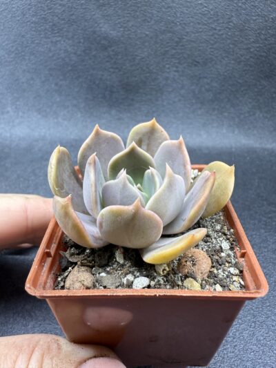 Echeveria Brown Olive