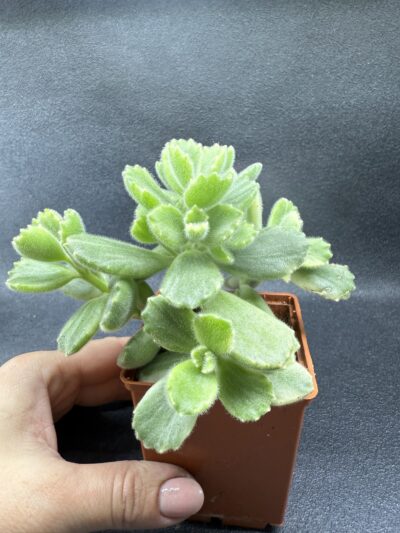 Cotyledon tomentosa variegata - Зображення 3