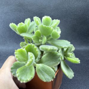 Cotyledon tomentosa variegata