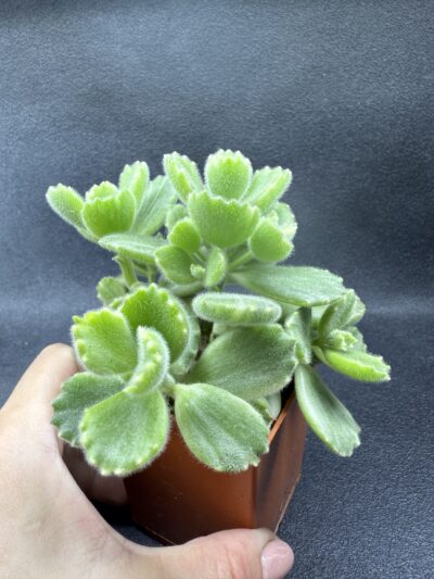 Cotyledon tomentosa variegata