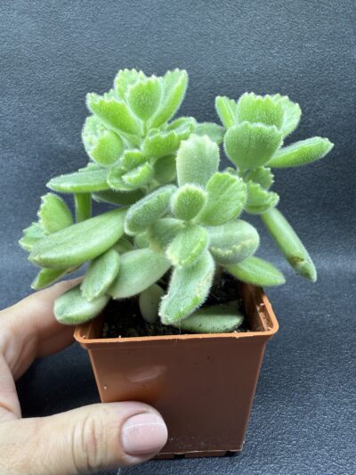 Cotyledon tomentosa variegata - Зображення 2
