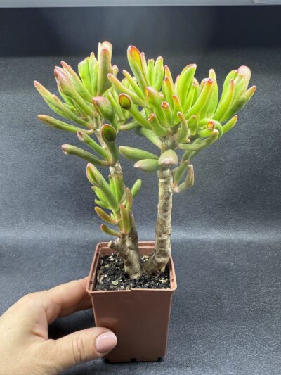 Crassula ovata Coral - Зображення 2