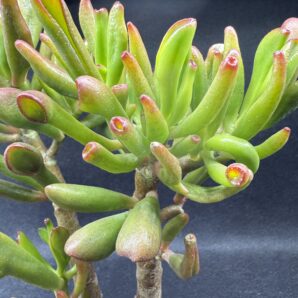 Crassula ovata Coral