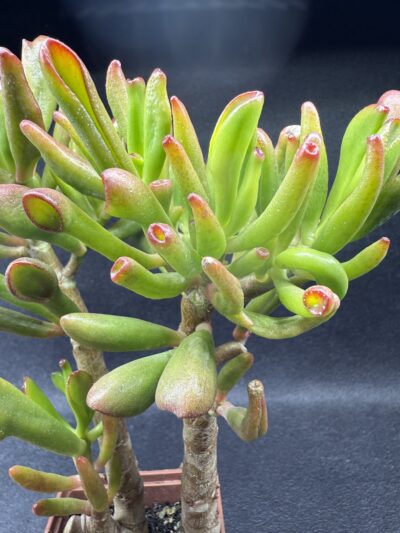 Crassula ovata Coral