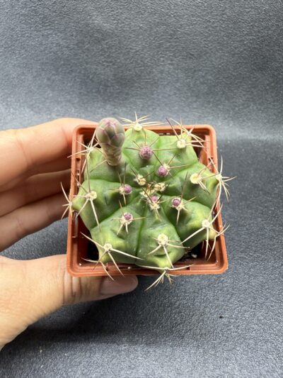 Gymnocalycium anisitsii - Зображення 2