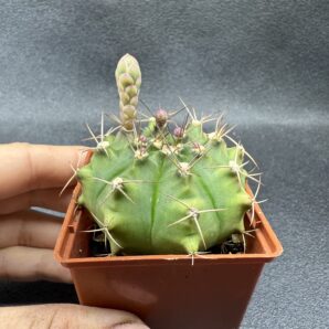 Gymnocalycium anisitsii
