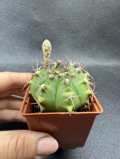 Gymnocalycium anisitsii