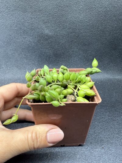 Senecio Herreianus - Зображення 2