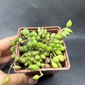 Senecio Herreianus
