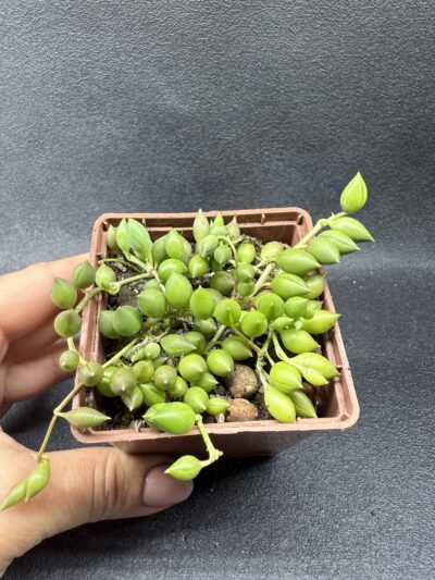 Senecio Herreianus