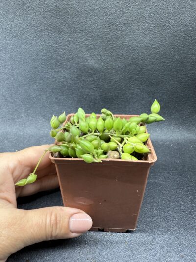 Senecio Herreianus - Зображення 3