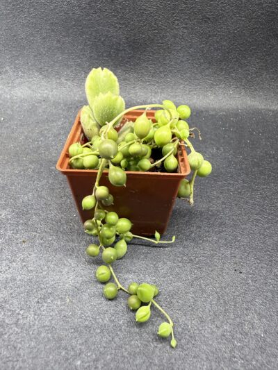 Senecio rowleyanus і Cotyledon tomentosa variegata