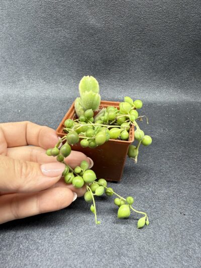 Senecio rowleyanus і Cotyledon tomentosa variegata - Зображення 2