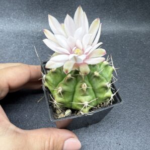 Gymnocalycium anisitsii