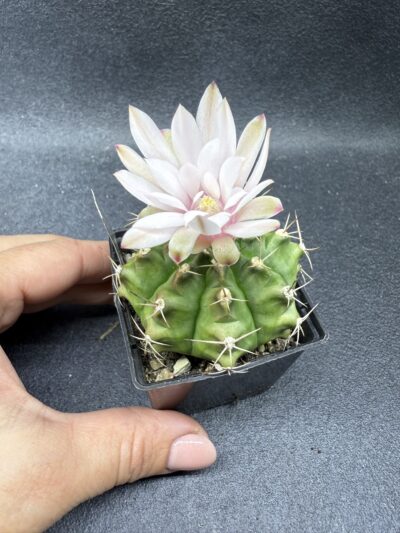 Gymnocalycium anisitsii