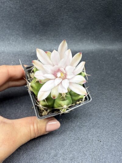 Gymnocalycium anisitsii - Зображення 2