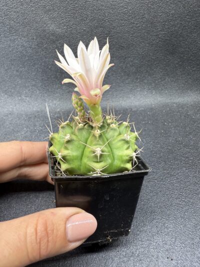 Gymnocalycium anisitsii - Зображення 3