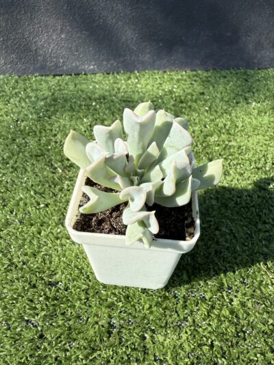 Echeveria Topsy Turvy - Зображення 2
