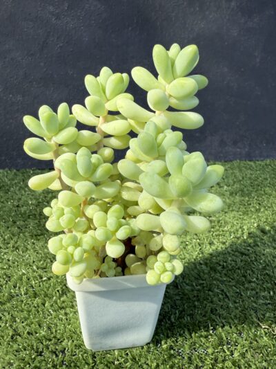 Sedum Treleasei - Зображення 3