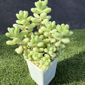 Sedum Treleasei