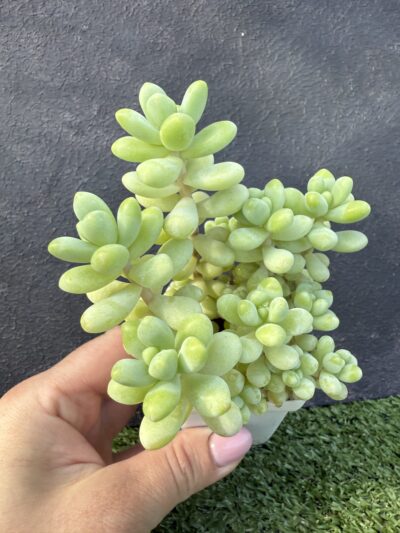 Sedum Treleasei - Зображення 2