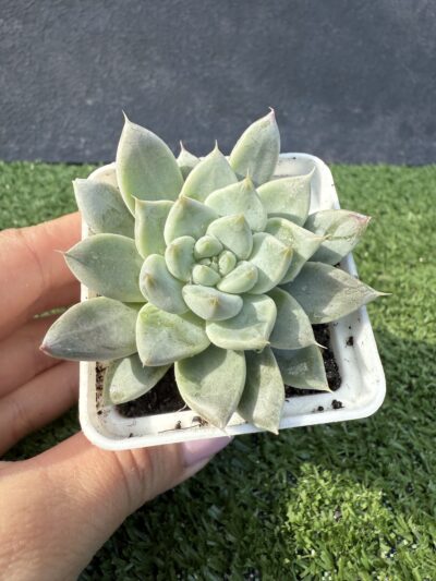 Echeveria tolimanensis Night cloud - Зображення 2