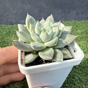 Echeveria tolimanensis Night cloud