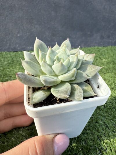 Echeveria tolimanensis Night cloud