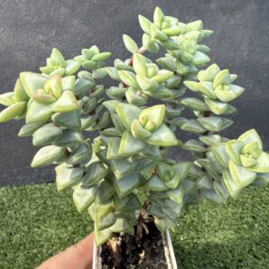 Crassula rupestris Aiboshi