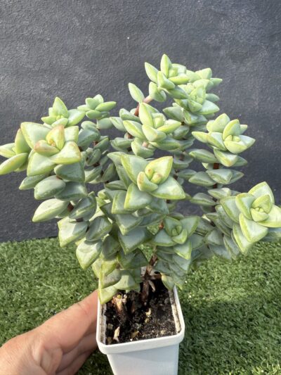 Crassula rupestris Aiboshi