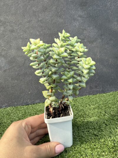 Crassula rupestris Aiboshi - Зображення 2