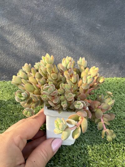 Crassula velutina - Зображення 2