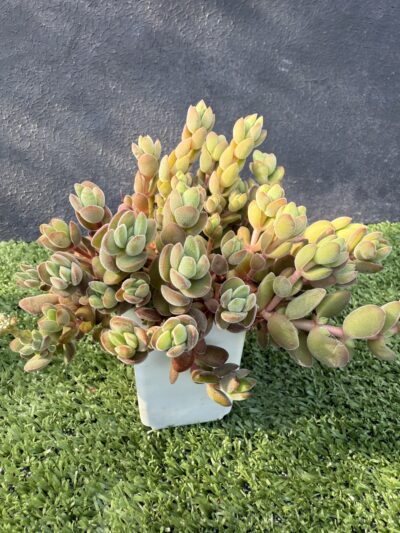 Crassula velutina