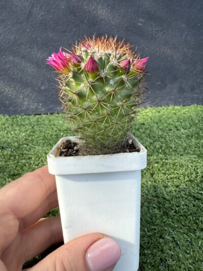 Mammillaria spinosissima - Зображення 2