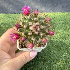 Mammillaria spinosissima