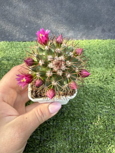 Mammillaria spinosissima