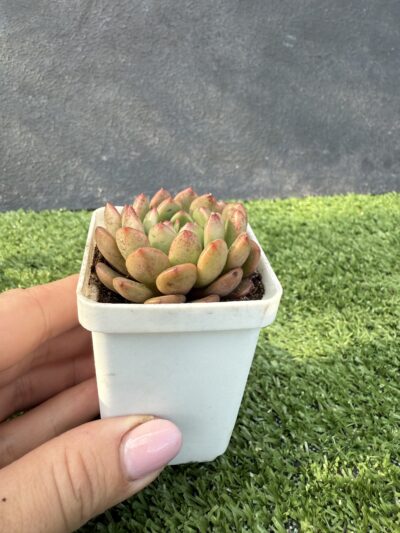 Echeveria Bashful - Зображення 2