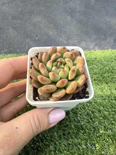Echeveria Bashful - Зображення 3