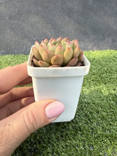 Echeveria Bashful