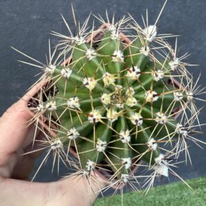 Echinopsis turbiflora