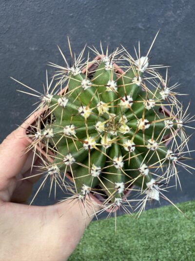 Echinopsis turbiflora
