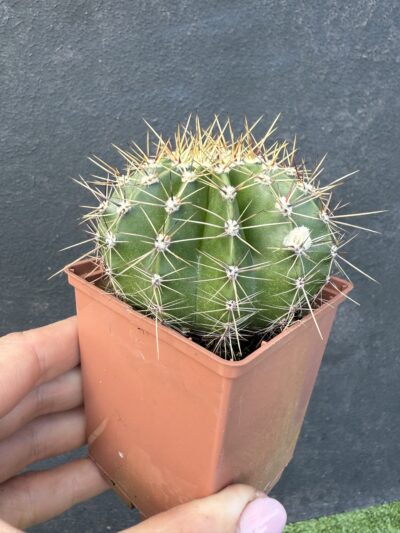 Echinopsis turbiflora - Зображення 3